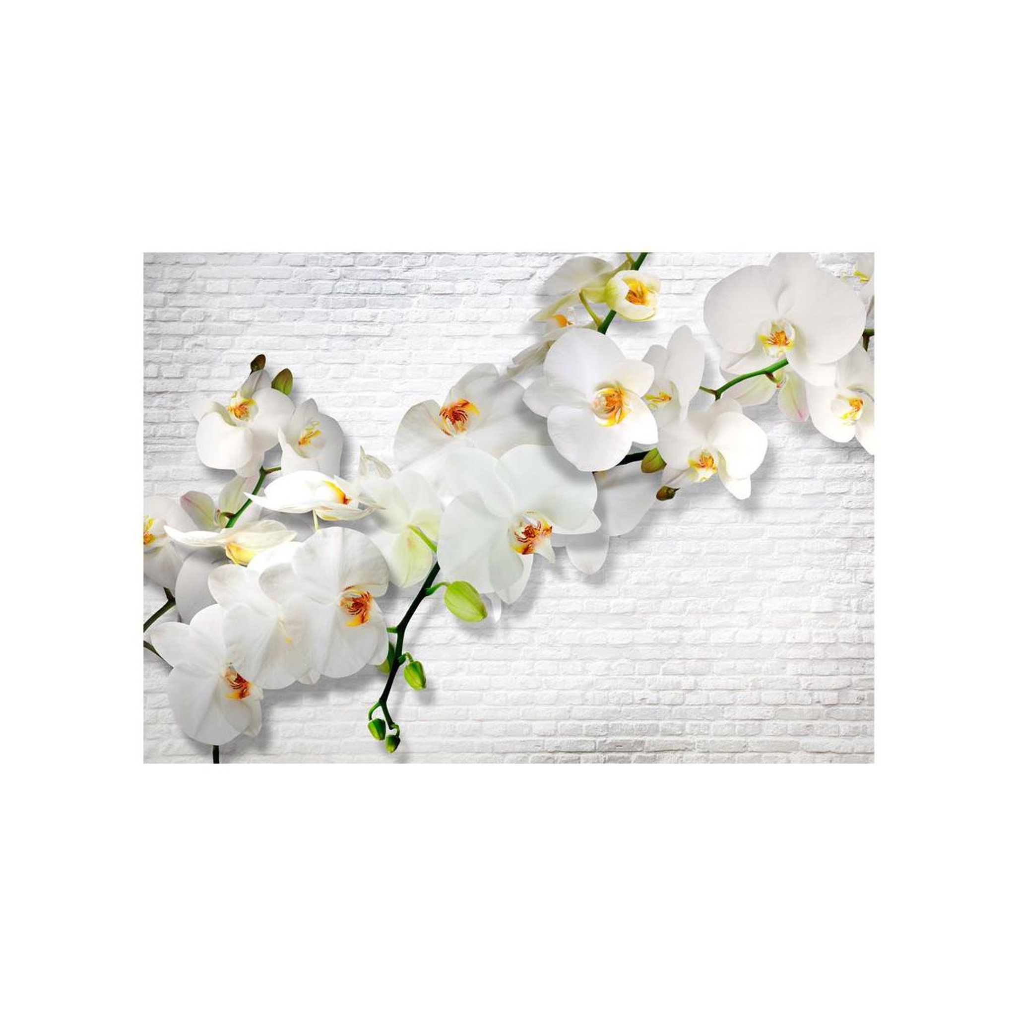 Voir la diapositive 2 : Paris Prix Papier Peint  The Urban Orchid