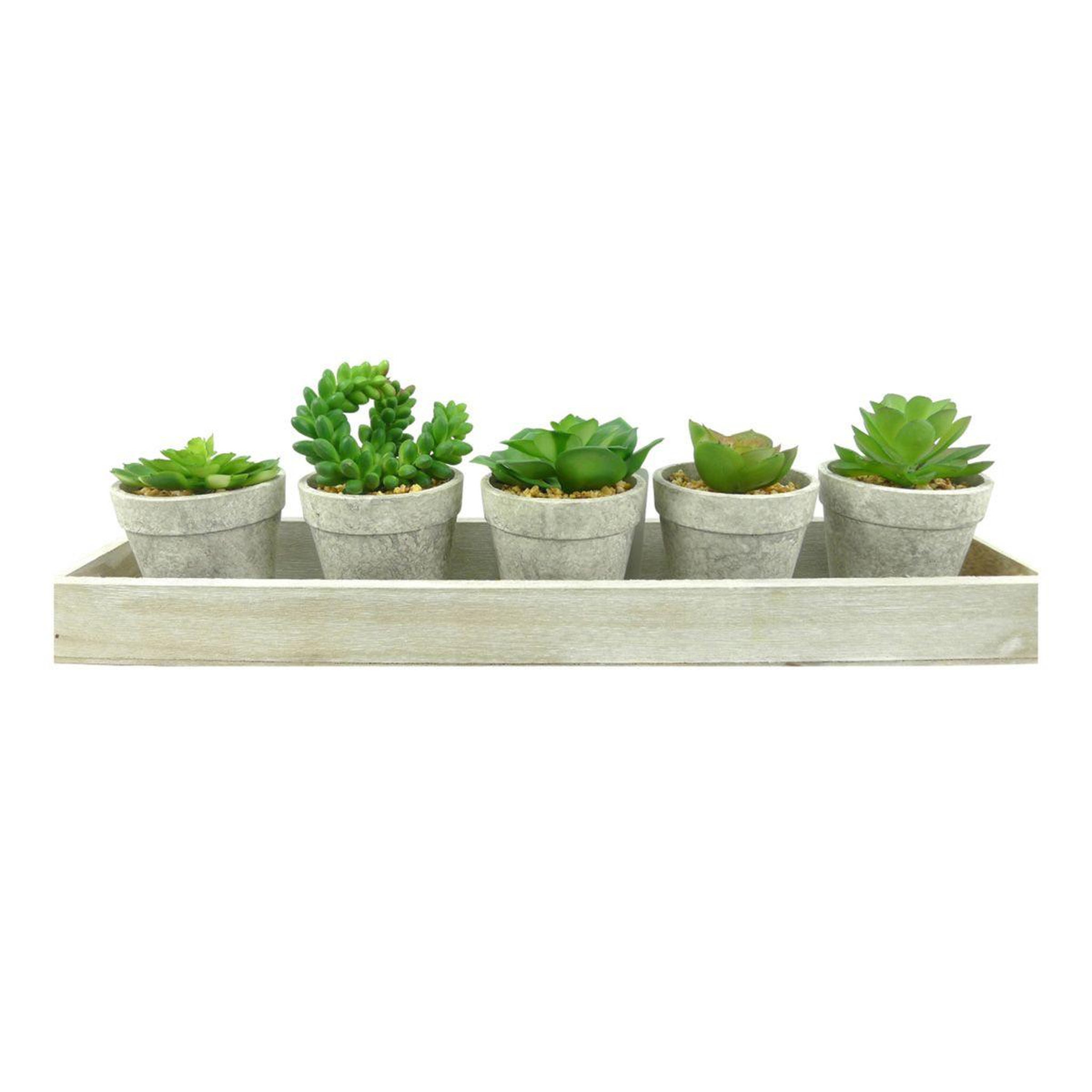 HOMEA Lot de 5 plantes & plateau  succulente  13cm gris