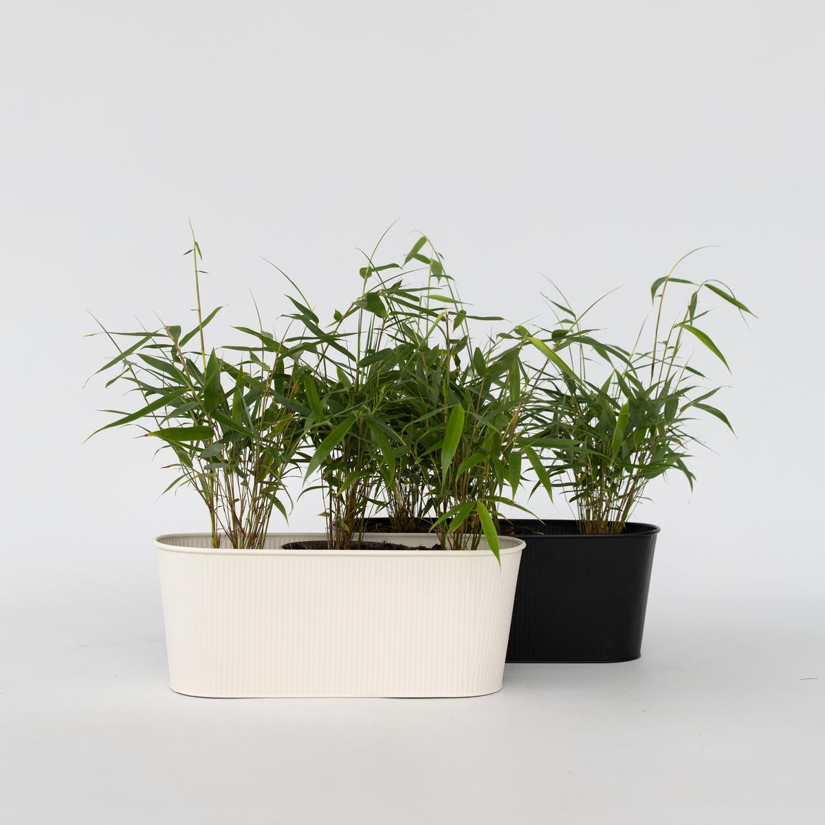 PLANT IN A BOX Bambou non-traçant - Set de 6 - Fargesia 'Asian Wonder' - H25-40cm - ⌀13cm