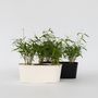 Voir la diapositive 5 : PLANT IN A BOX Bambou non-traçant - Set de 6 - Fargesia 'Asian Wonder' - H25-40cm - ⌀13cm
