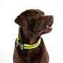 Voir la diapositive 5 : Paris Prix Collier Réglable Chien Réfléchissant  Essentiel  25-35cm Jaune