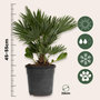 Voir la diapositive 2 : PLANT IN A BOX Palmier nain - Chamaerops 'Vulcano' - Hauteur 45-55cm - ⌀24cm