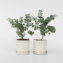 Voir la diapositive 6 : PLANT IN A BOX Gommier - Set de 2 - Eucalyptus 'Pulverulenta' - Hauteur 25-40cm - ⌀13cm