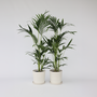 Voir la diapositive 6 : PLANT IN A BOX Palmier Kentia - Set de 2 - Howea forsteriana - Hauteur 90-100cm - ⌀18cm