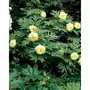  Collection de plantes vivaces aux couleurs tendres - Les 4 pots / Ø 9cm - Willemse