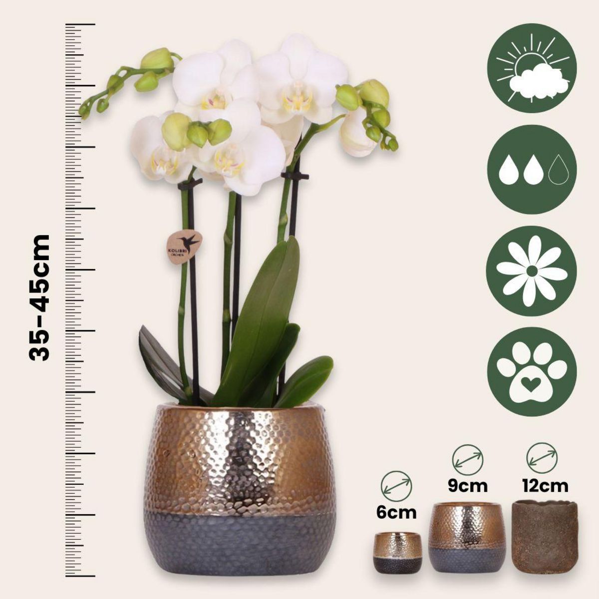 PLANT IN A BOX Coffret cadeau orchidée 'Copper XL' - Phalaenopsis - Hauteur 35cm
