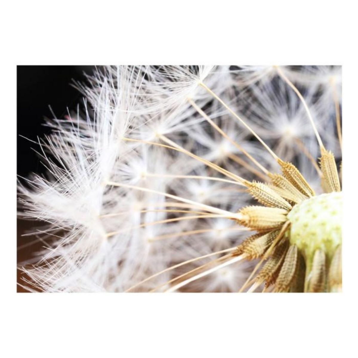 Paris Prix Papier Peint  Fluffy Dandelion