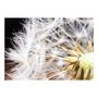 Voir la diapositive 2 : Paris Prix Papier Peint  Fluffy Dandelion