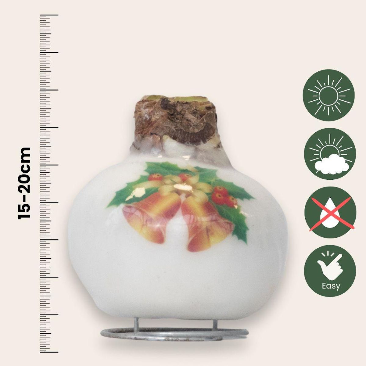 PLANT IN A BOX Amaryllis - Hippeastrum 'Clochettes en Cire de Porcelaine'