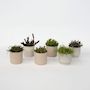 Voir la diapositive 5 : PLANT IN A BOX Cactus corail mix - Rhipsalis - Lot de 6 - Hauteur 15-20 cm - Pot 12 cm