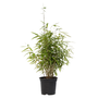 Voir la diapositive 1 : PLANT IN A BOX Bambou non-traçant - Fargesia nitida 'Red Dragon' - Hauteur 50-70cm - ⌀17cm