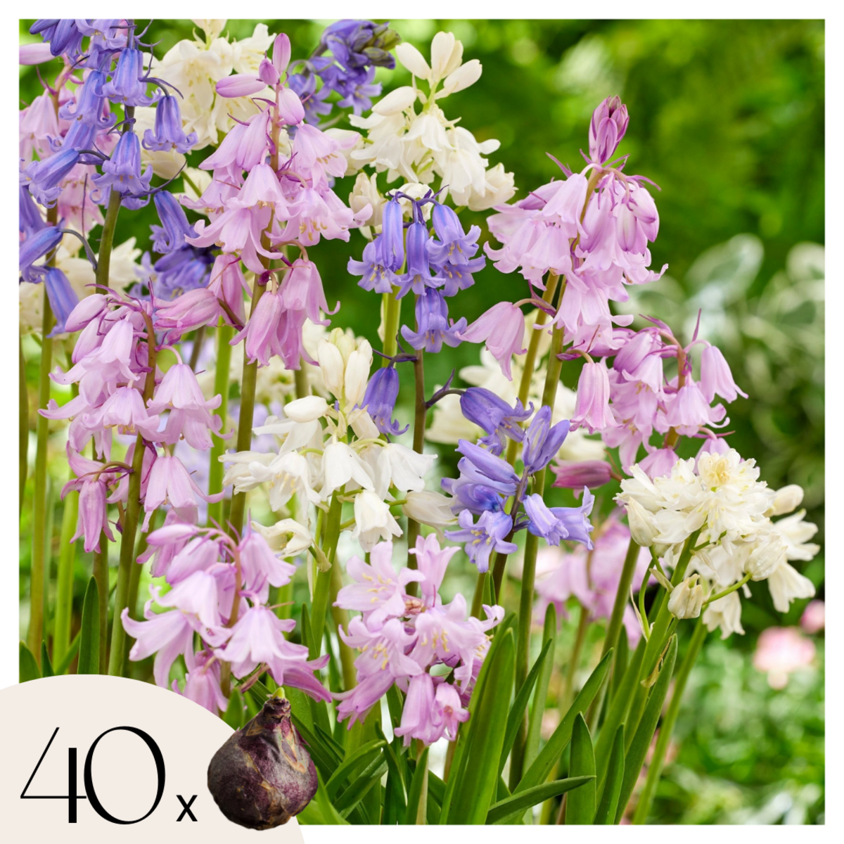 PLANT IN A BOX Jacinthe - Set de 40 - Hyacinthoides Hispanica - Bulbes à fleurs