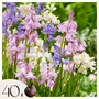 Voir la diapositive 1 : PLANT IN A BOX Jacinthe - Set de 40 - Hyacinthoides Hispanica - Bulbes à fleurs