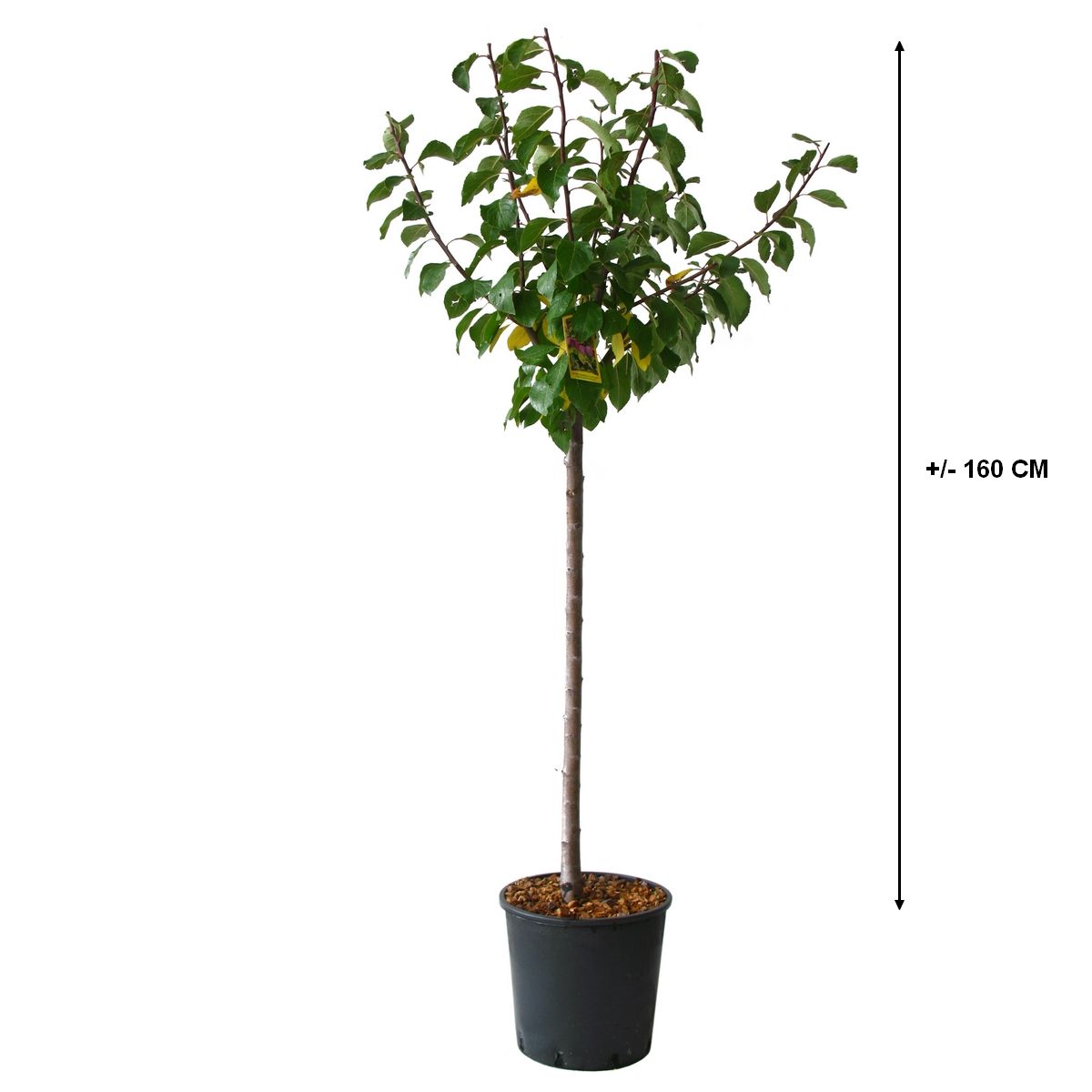 Prunier Reine-Claude violette