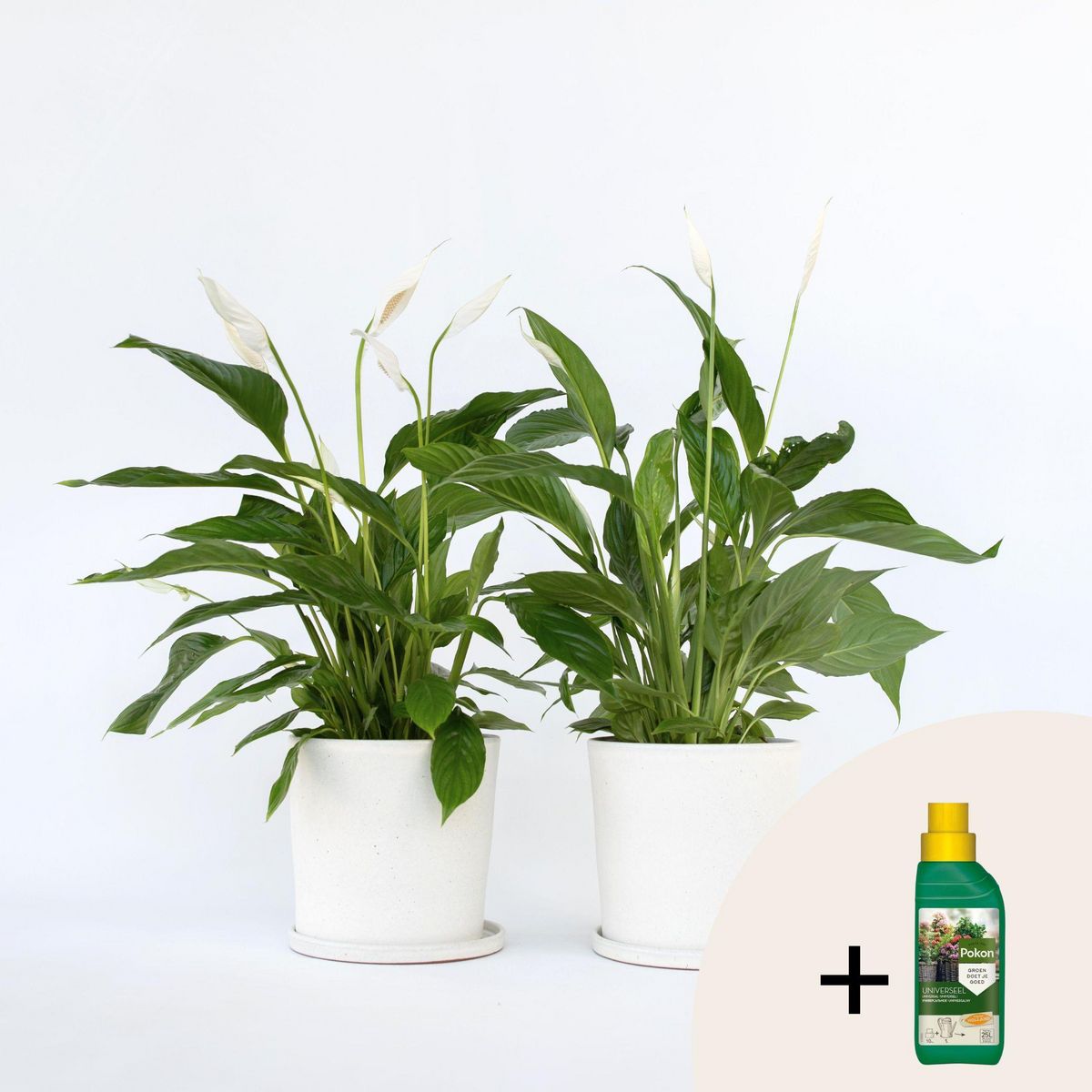 PLANT IN A BOX Fleur de lune - Set de 2 - Spathiphyllum 'Lima' - Hauteur 60-75cm - ⌀17cm