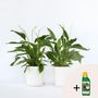 Voir la diapositive 6 : PLANT IN A BOX Fleur de lune - Set de 2 - Spathiphyllum 'Lima' - Hauteur 60-75cm - ⌀17cm