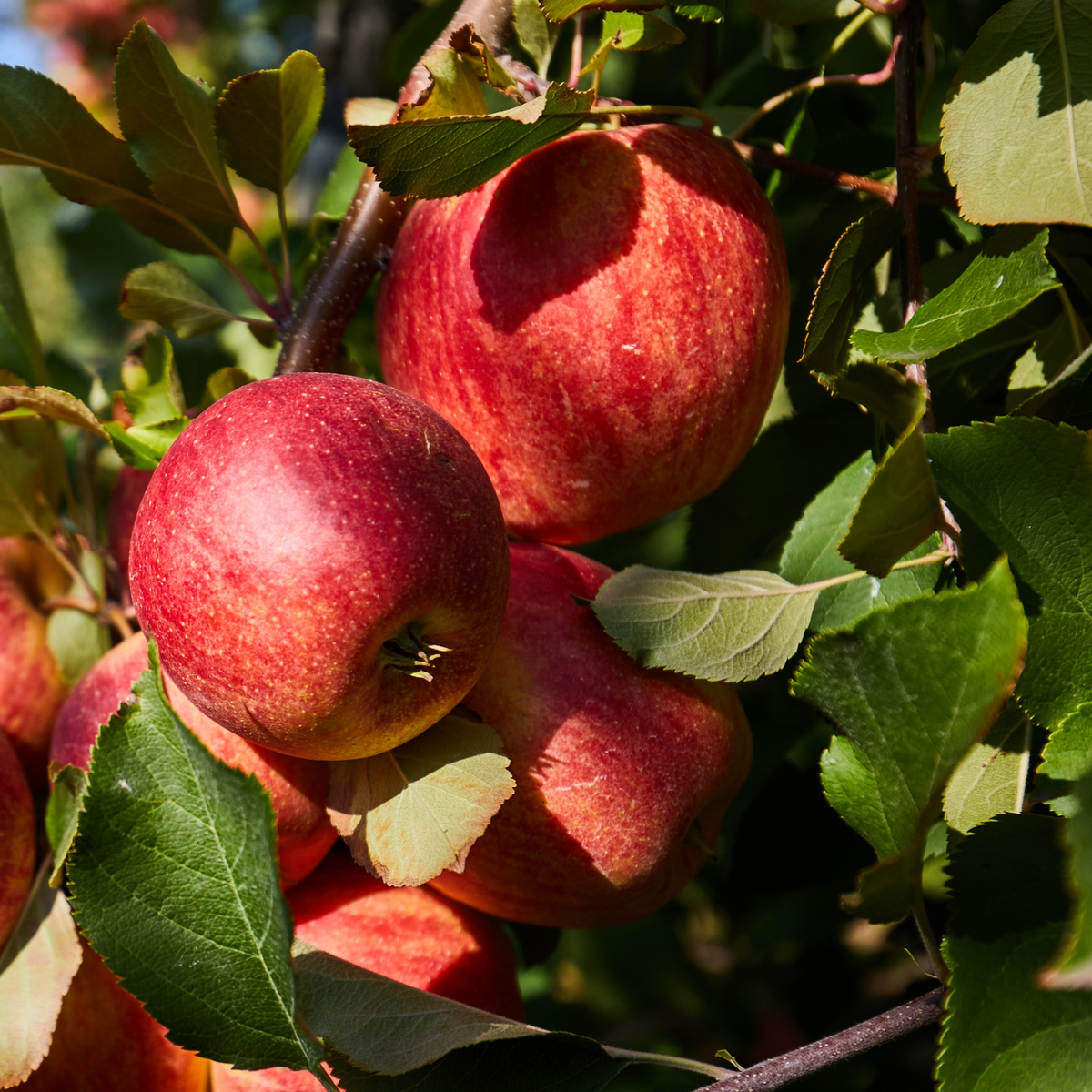 PLANT IN A BOX Arbres fruitiers -  x4 - Pommier, Cerisier, Poirier et Prunier - 60-70cm - ⌀9cm