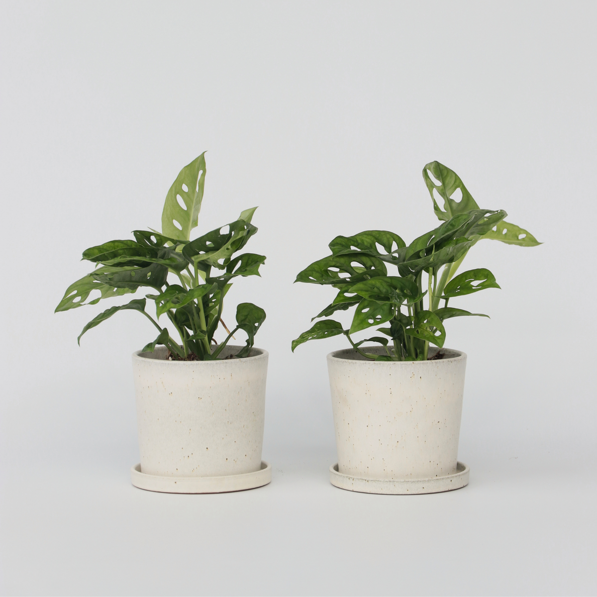 PLANT IN A BOX Plante à trous - Set de 2 - Monstera adansonii 'Monkey Mask' - H25-30cm - ⌀12cm