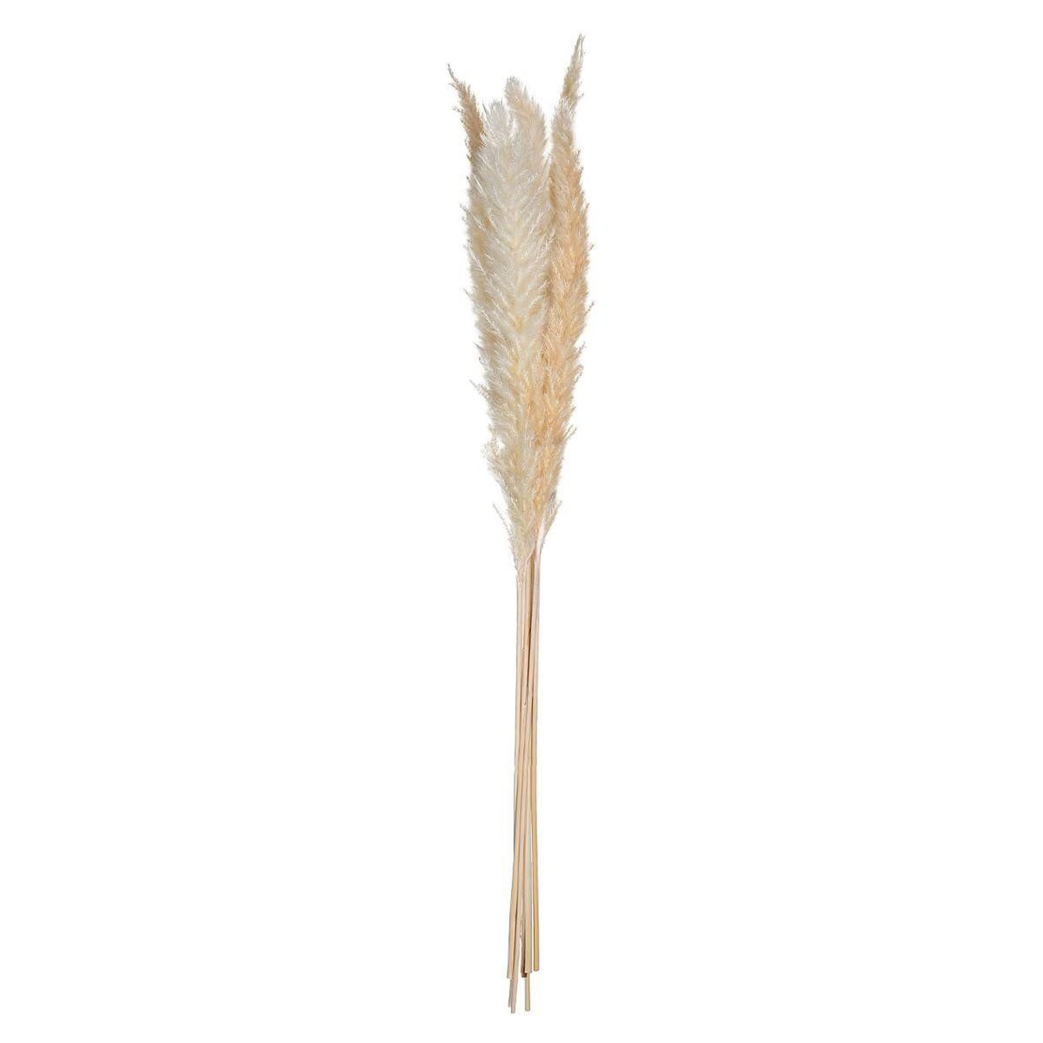 Voir la diapositive 2 : ATMOSPHERA Lot de 6 fleurs séchées  pampa  66cm naturel