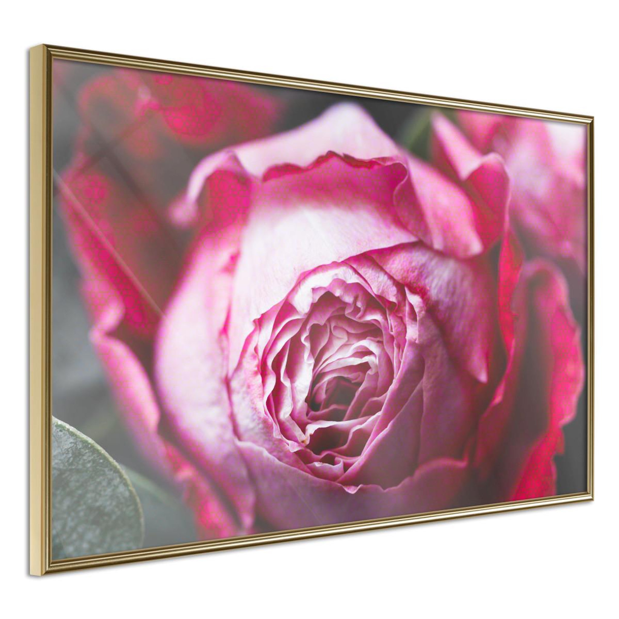 Paris Prix Affiche Murale Encadrée  Blooming Rose