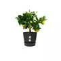 ELHO Pot de fleurs rond en plastique Ø 30 cm Elho Greenville Round noir pour jardin et balcon