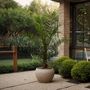 Voir la diapositive 5 : PLANT IN A BOX Palmier Dattier nain - Set de 2 - Phoenix canariensis - Hauteur 80-100cm - ⌀19cm