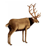 Hansa Hansa Peluche Geante Cerf 120 cm H et 100 cm L