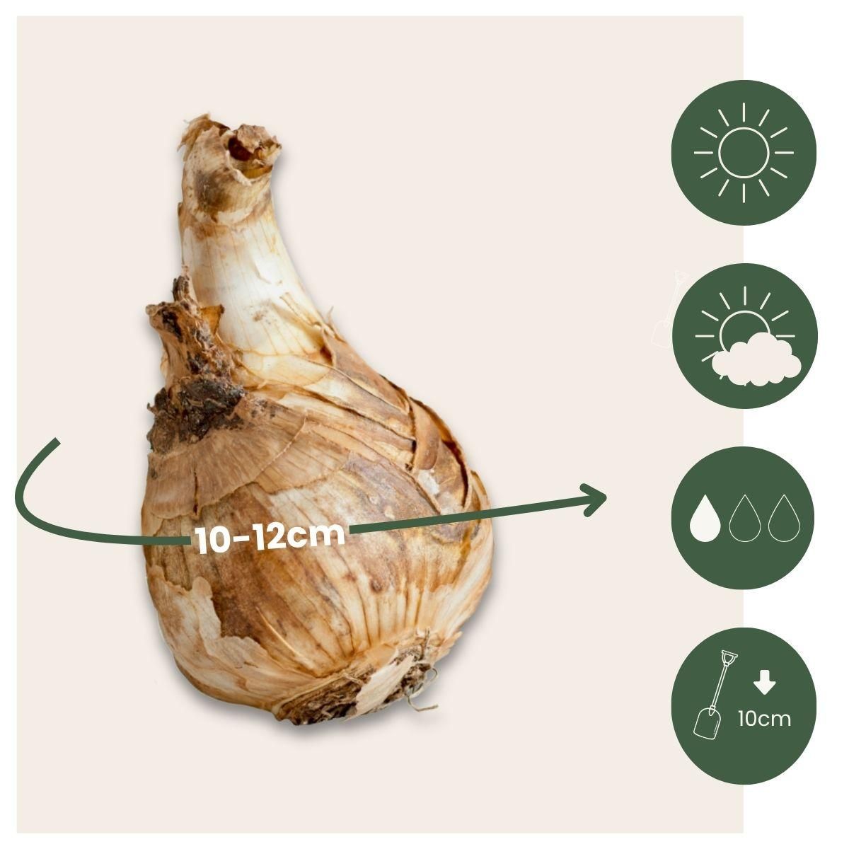 PLANT IN A BOX Narcisse - Set de 30 - Narcissus 'Recurvus' - Bulbes à fleurs - Blanc