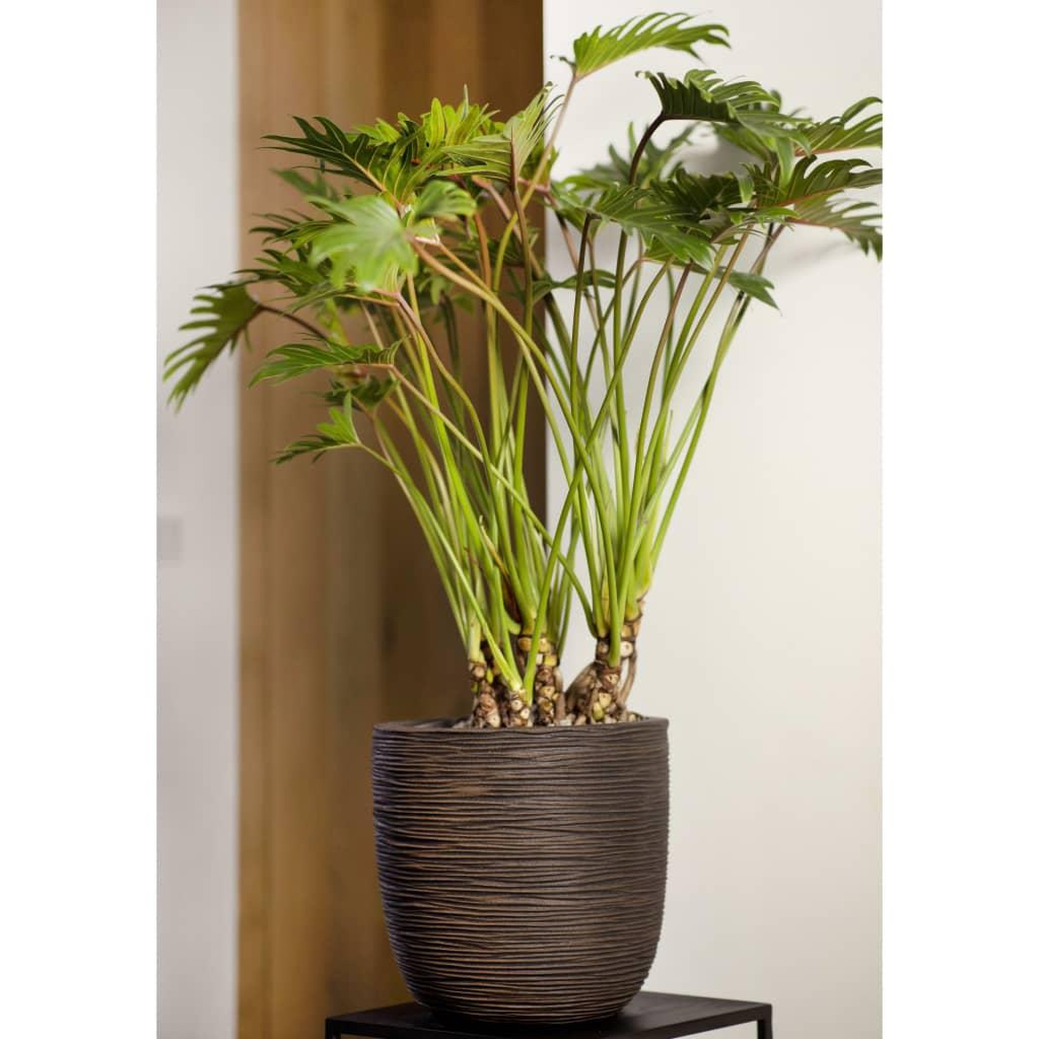 Voir la diapositive 3 : CAPI Capi Jardiniere Nature Rib 43x41 cm Marron fonce