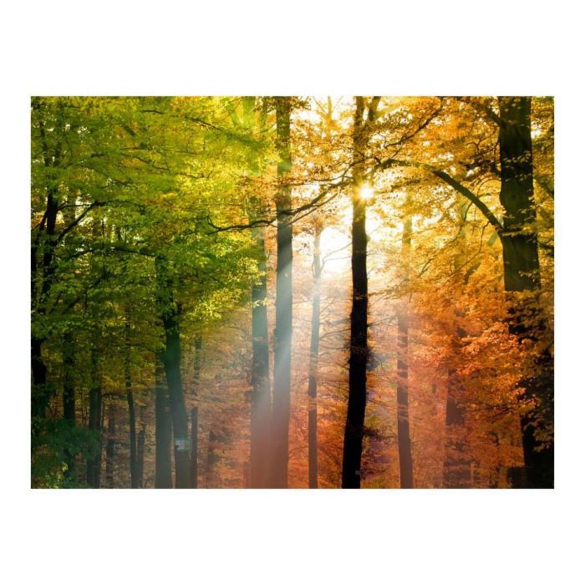 Paris Prix Papier Peint  Bel Automne