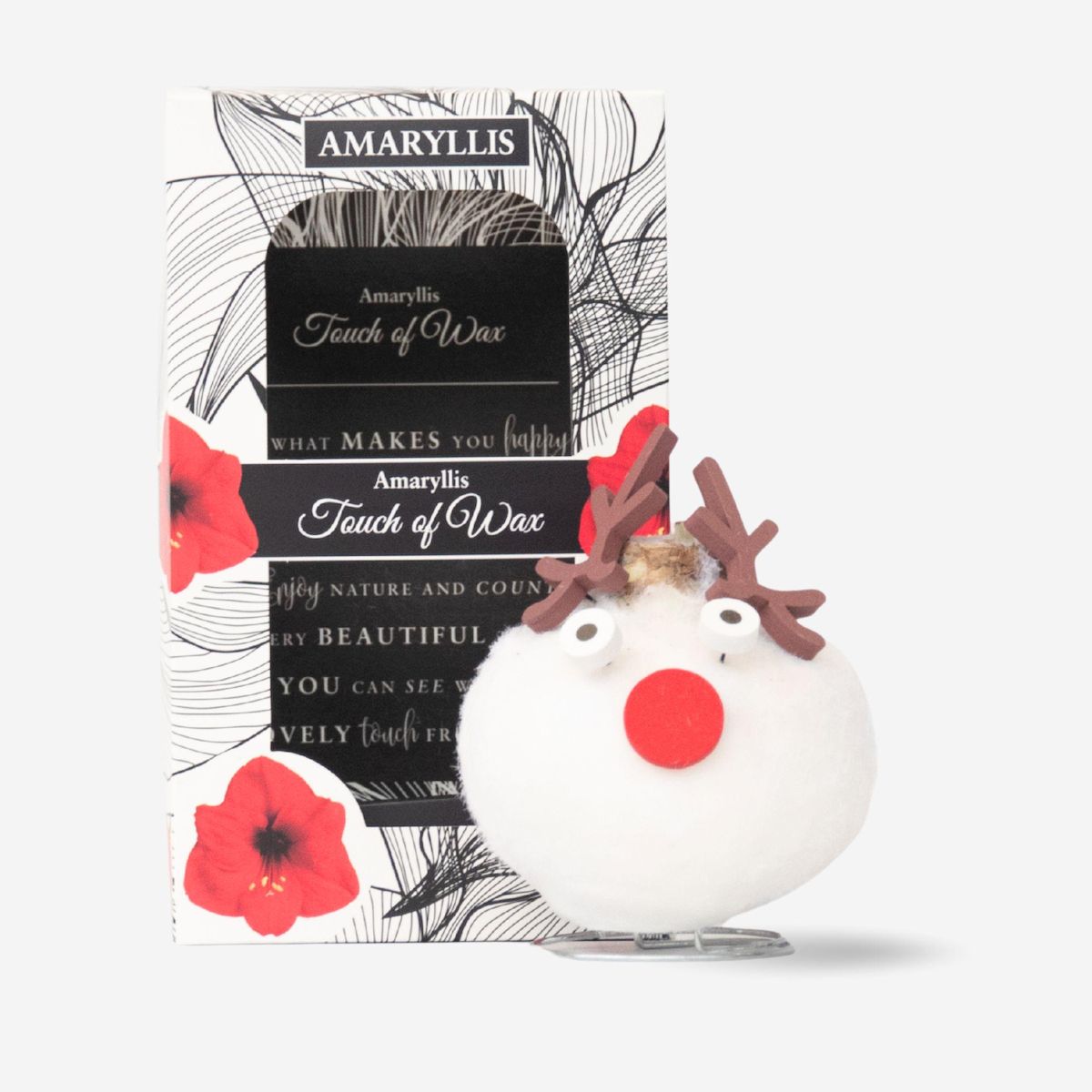 PLANT IN A BOX Amaryllis - Hippeastrum 'Spécial Cire Renne'