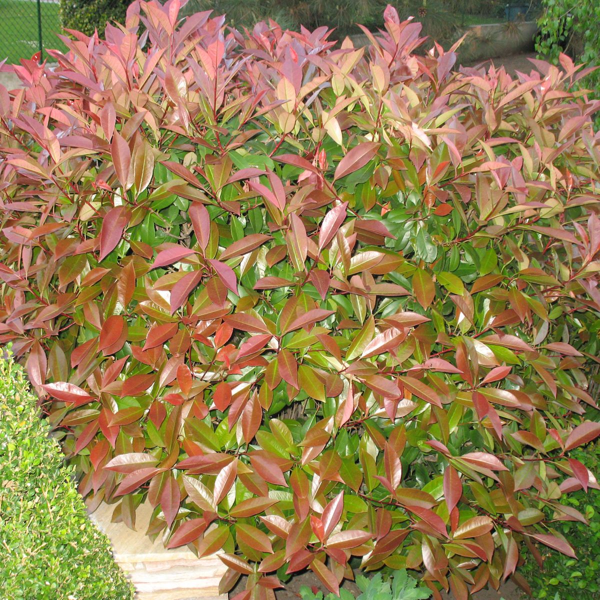 Lot de 10 Photinia Fraseri Red Robin - C10L - H80-100cm