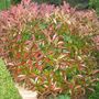 Voir la diapositive 3 : Lot de 10 Photinia Fraseri Red Robin - C10L - H80-100cm