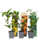 Voir la diapositive 1 : PLANT IN A BOX Mélange de citrons - Set de 3 - Citrus limon - Hauteur 25-40cm - ⌀9cm