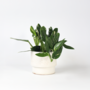 Voir la diapositive 6 : PLANT IN A BOX Plante verte - Philodendron Cobra - Hauteur 55-65cm - ⌀19cm