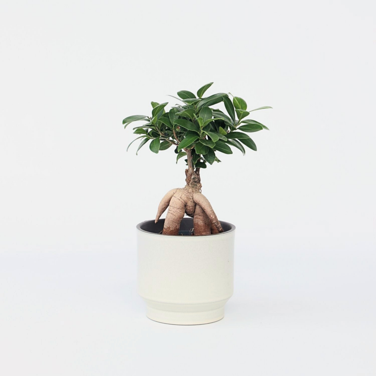 PLANT IN A BOX Bonsaï - Ficus microcarpa - Hauteur 30-40cm - ⌀12cm