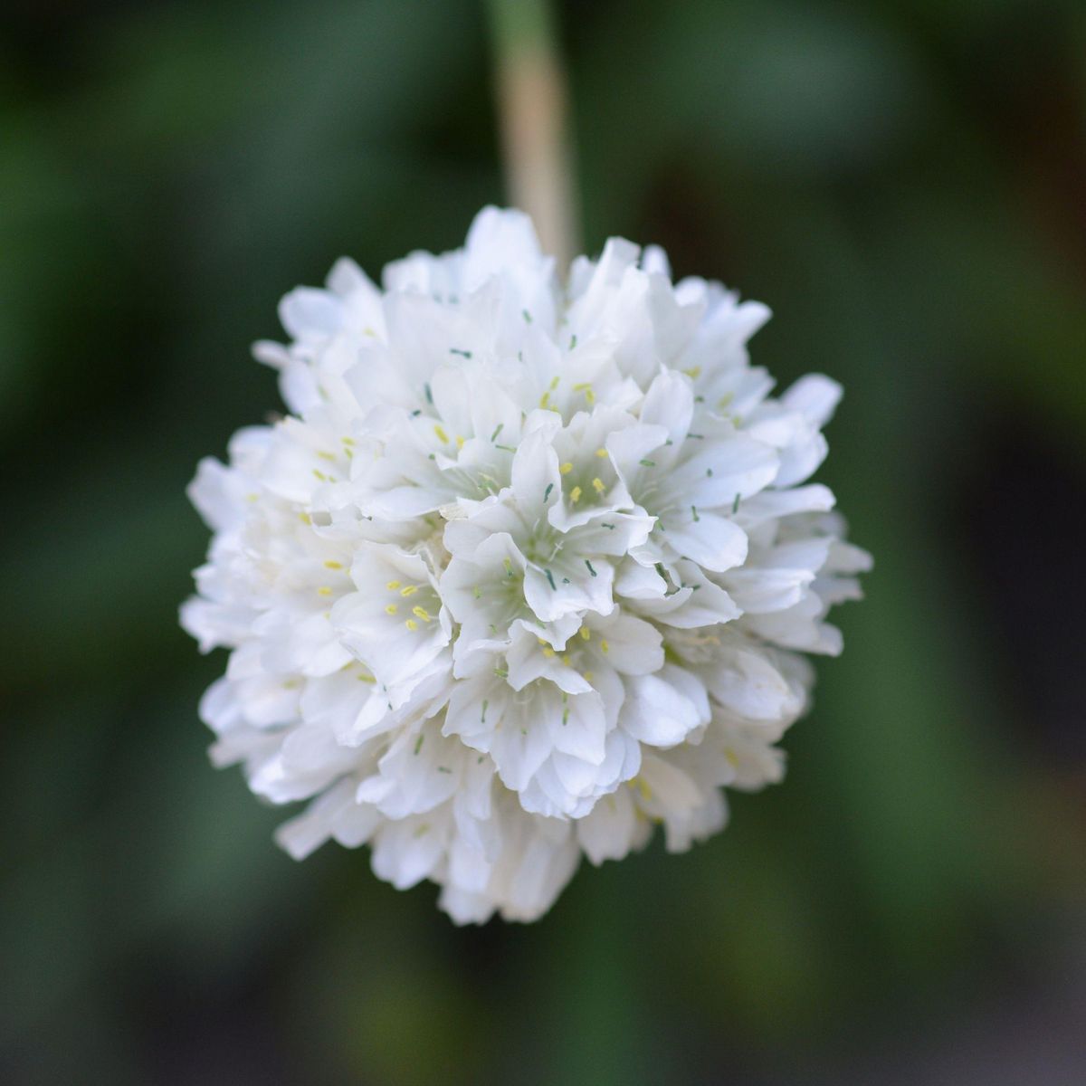 PLANT IN A BOX Oeillet des sables - Set de 6 - Armeria maritima 'Deep White' - H20-30cm - ⌀12cm