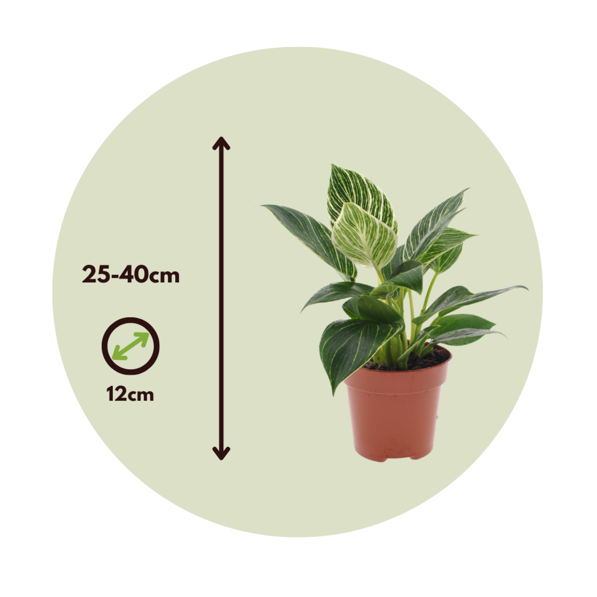 PLANT IN A BOX Plante verte - Set de 2 - Philodendron 'White Wave' - Hauteur 25-40cm - ⌀12cm