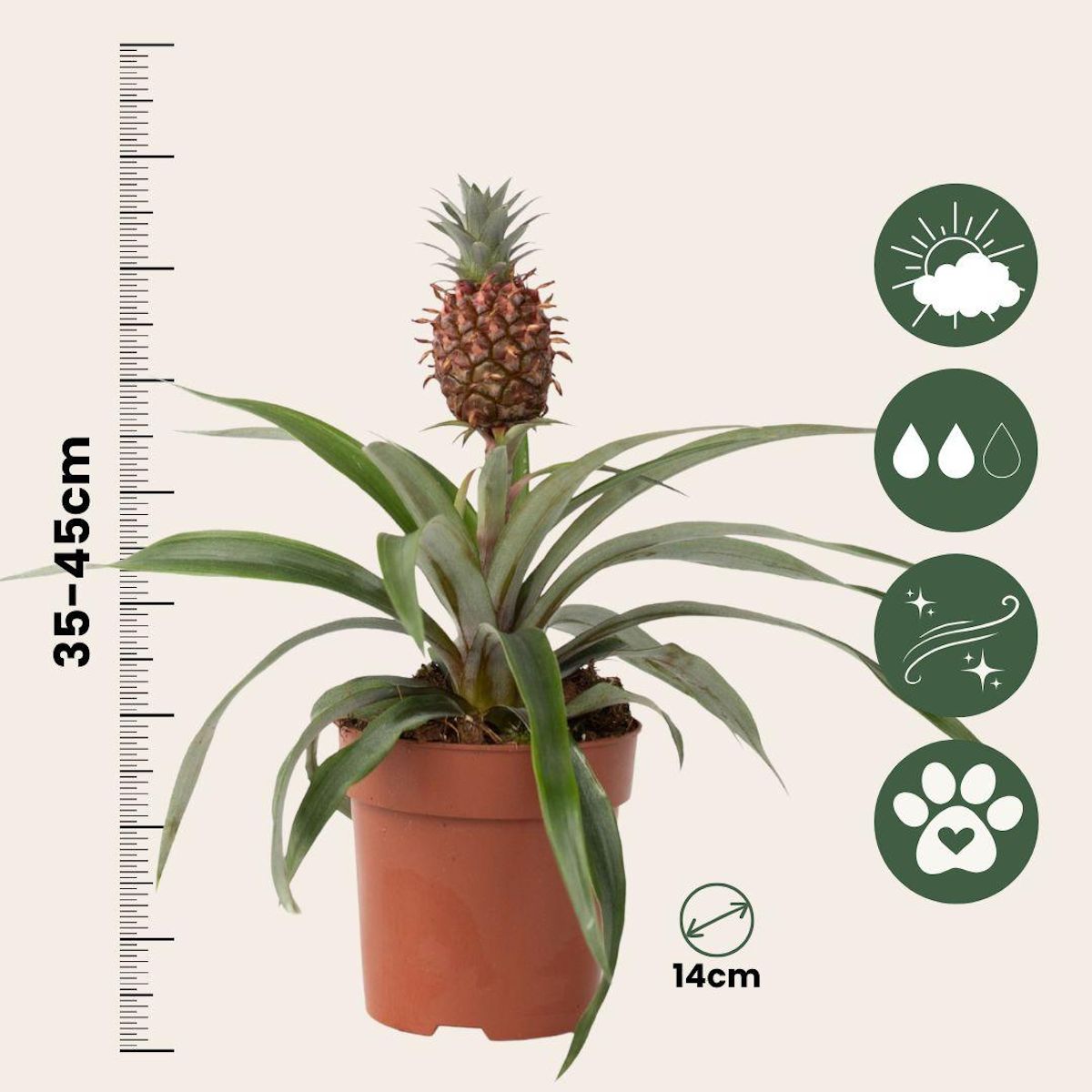 PLANT IN A BOX Ananas d'ornement - Ananas comosus 'Mi Amigo' - Hauteur 35-45cm - ⌀12cm