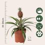 Voir la diapositive 2 : PLANT IN A BOX Ananas d'ornement - Ananas comosus 'Mi Amigo' - Hauteur 35-45cm - ⌀12cm