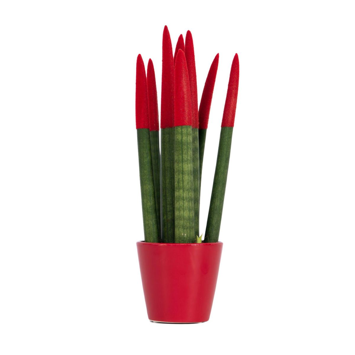 PLANT IN A BOX Sansevieria cylindrique - Hauteur 20-40cm - Pot 9cm