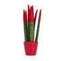 Voir la diapositive 1 : PLANT IN A BOX Sansevieria cylindrique - Hauteur 20-40cm - Pot 9cm