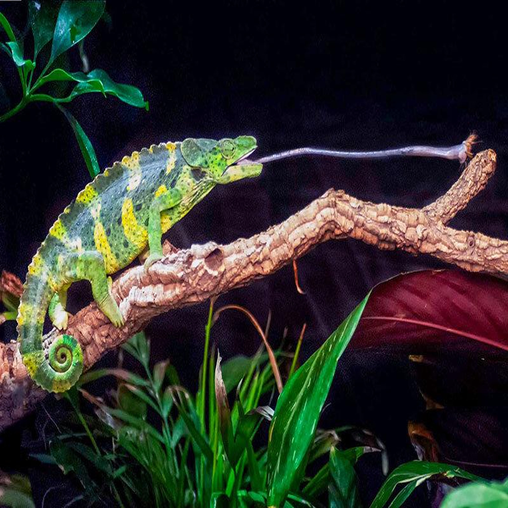 Voir la diapositive 4 : Smartbox Rencontre avec les reptiles et les amphibiens pour 2 personnes près de mâcon - coffret cadeau sport & aventure