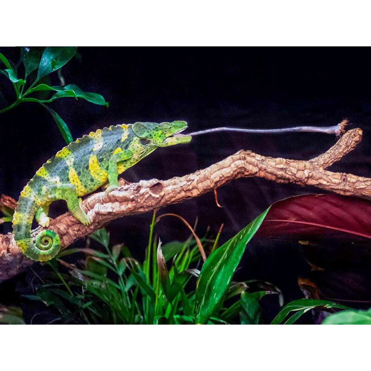 Smartbox Rencontre avec les reptiles et les amphibiens pour 2 personnes près de Mâcon - Coffret Cadeau Sport & Aventure