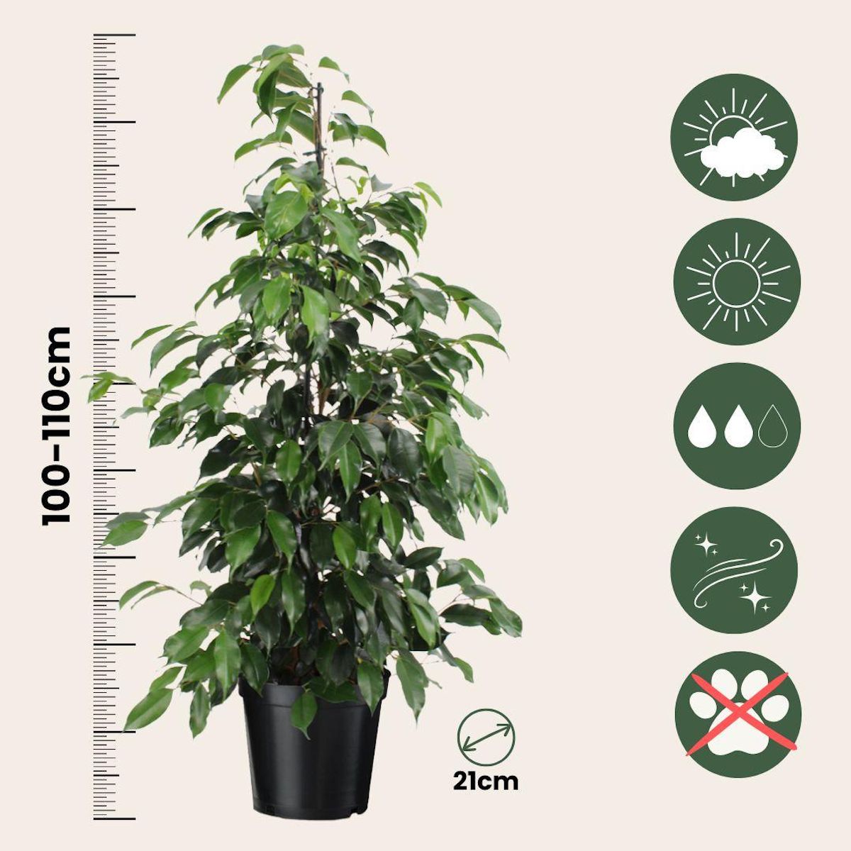 PLANT IN A BOX Ficus pleureur - Ficus benjamina 'Danielle' - Hauteur 100-110cm - ⌀21cm