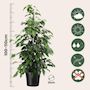 Voir la diapositive 2 : PLANT IN A BOX Ficus pleureur - Ficus benjamina 'Danielle' - Hauteur 100-110cm - ⌀21cm