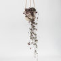 Voir la diapositive 6 : PLANT IN A BOX Chaîne des cœurs - Ceropegia linearis Woodii - Hauteur 20-30cm - ⌀14cm