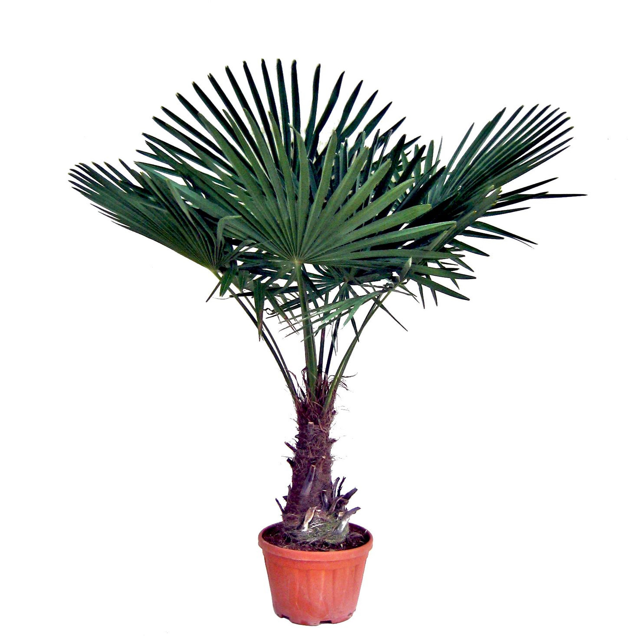 Palmier de Chine - Chamaerops Excelsa - Pot 15L