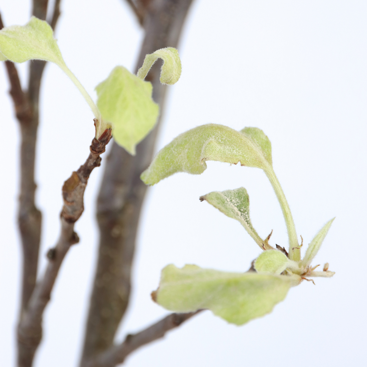 PLANT IN A BOX Pommier - Malus domestica 'Elstar' - Hauteur 90-100cm - ⌀21cm