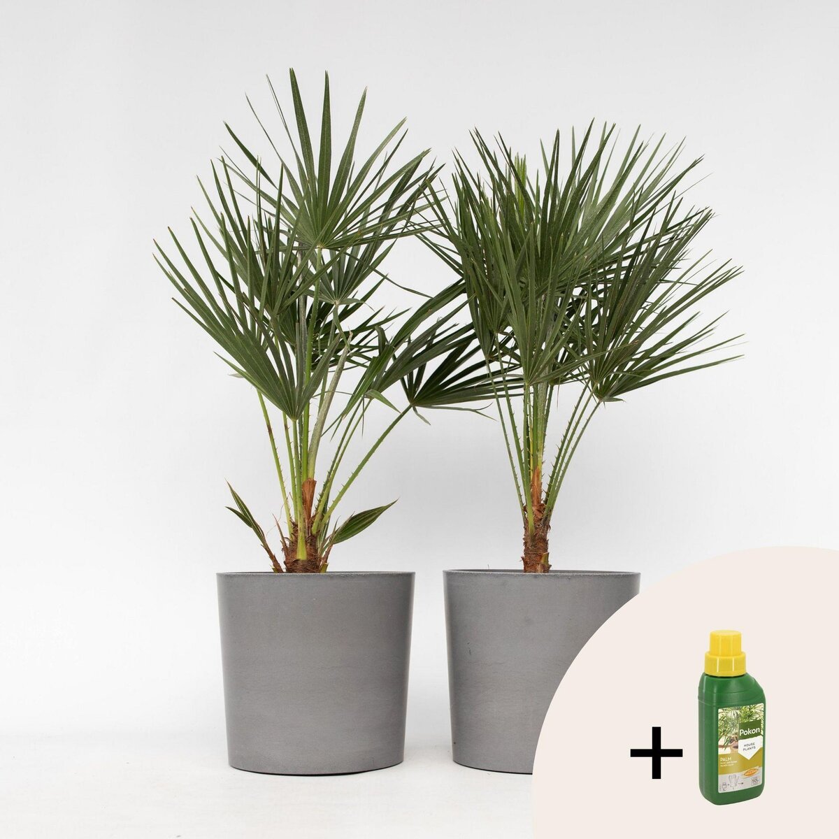 PLANT IN A BOX Palmier nain - Set de 2 - Chamaerops humilis - Hauteur 70-80cm - ⌀21cm